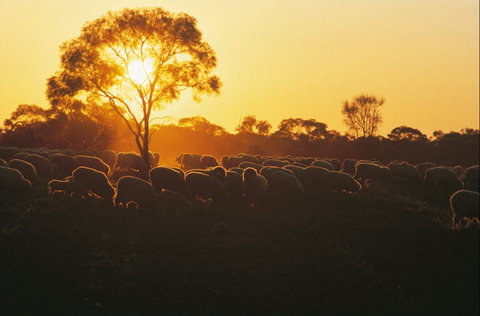 Clandulla Cottages & Farmstay - Accommodation Mount Tamborine 0