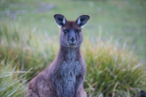 Mays Homestead - Flinders Chase National Park - Accommodation Mount Tamborine 2
