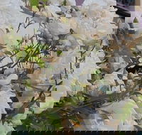 Old Post Office Guesthouse Carcoar - Accommodation Mount Tamborine