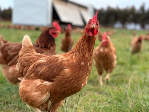 Rocklea Farm - Accommodation Mount Tamborine 1