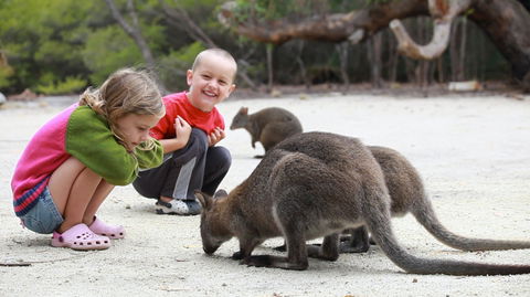 The Patriarch Wildlife Sanctuary Camping Ground - Accommodation Mount Tamborine 0