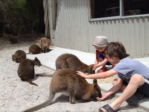 The Patriarch Wildlife Sanctuary Camping Ground - Accommodation Mount Tamborine 1