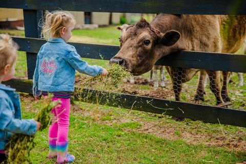 Tobruk Sydney Farm Stay - Accommodation Mount Tamborine 2