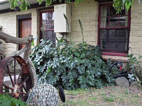Woolly Butt Bungalow - Accommodation Mount Tamborine 2