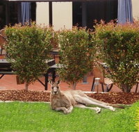 Alpha Canberra Hotel - Accommodation Mount Tamborine