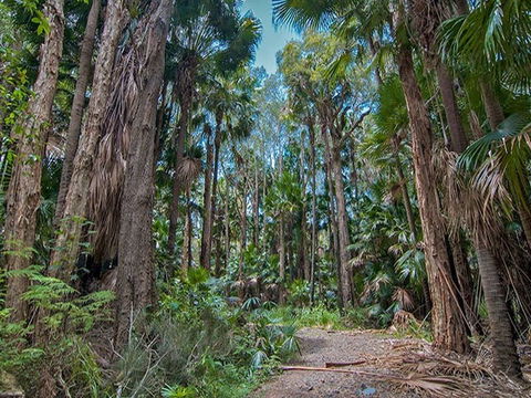 Brambles Green Campground - Accommodation Mount Tamborine 1