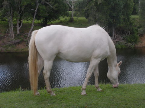 Imbil Bridge Farm And Homestead - Accommodation Mount Tamborine 1