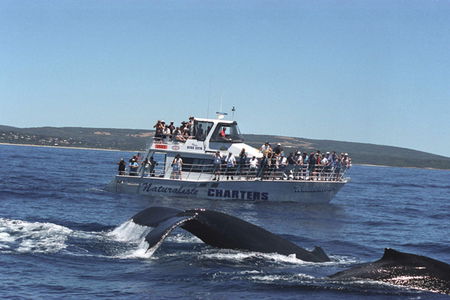 The Geographe Bayview Resort - Accommodation Mount Tamborine 2