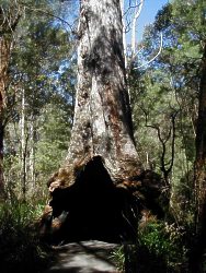 Coalmine Beach Holiday Park - Accommodation Mount Tamborine 4