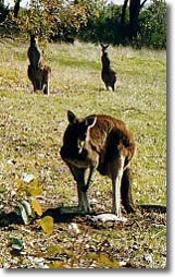 Country Cottages - Accommodation Mount Tamborine 5