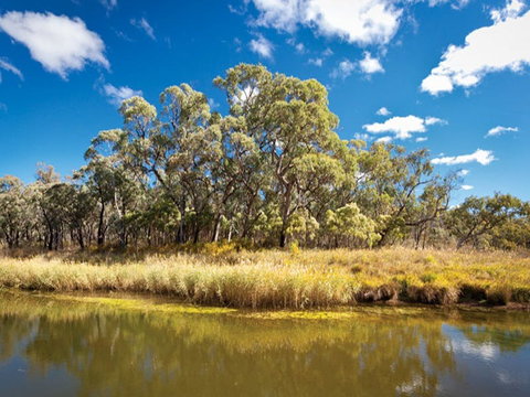 Kings Plains Creek Campground - Accommodation Mount Tamborine 2