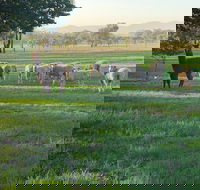 Wallinga Studio Farmstay - Accommodation Mount Tamborine