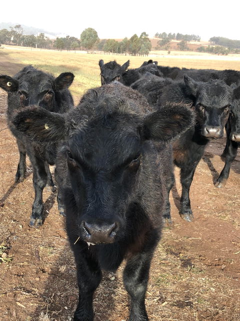 Wallinga Studio Farmstay - Accommodation Mount Tamborine 1