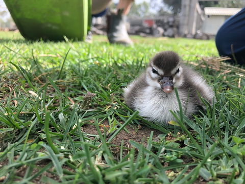 Wallinga Studio Farmstay - Accommodation Mount Tamborine 2