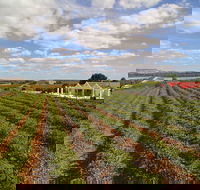 1837 Barossa Luxury Vineyard Cottages - Accommodation Mount Tamborine