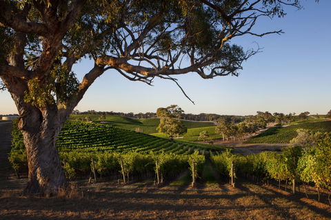 Longview Vineyard Accommodation - Accommodation Mount Tamborine 2