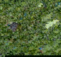 Sanctuary Retreat - Accommodation Mount Tamborine