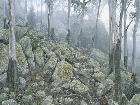Waratah Gully Campground - Accommodation Mount Tamborine 0