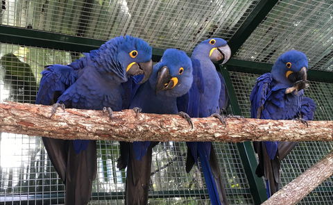 Ashmore Palms Holiday Village - Accommodation Mount Tamborine 2