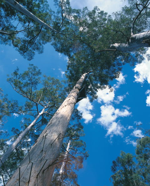 Drafty's Camp At Warren National Park - Accommodation Mount Tamborine 2