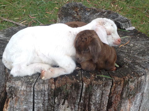 Engadine Cottage - Accommodation Mount Tamborine 1