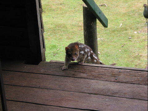 Mountain Valley Wilderness Holidays - Accommodation Mount Tamborine 2