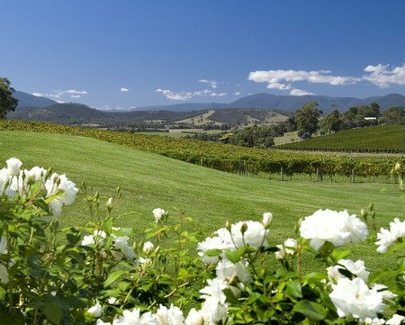 Balgownie Estate Vineyard Resort And Spa - Accommodation Mount Tamborine 0