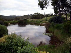 Carolins Organic Farm - Accommodation Mount Tamborine 1