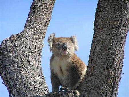 Paynesville VIC Accommodation Mount Tamborine