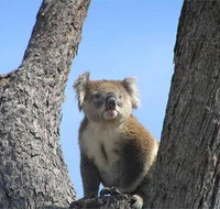 Resthaven Caravan Park - Accommodation Mount Tamborine