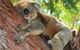 The Kosy Koala - thumb 3