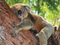 The Kosy Koala - Accommodation Mount Tamborine 3