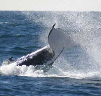 Whale Watching Sydney - Accommodation Mount Tamborine