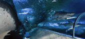 The Aquarium Of Western Australia - Accommodation Mount Tamborine 3