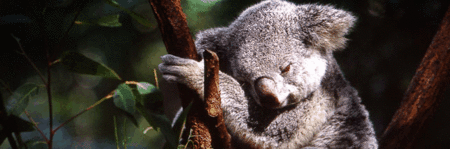 Koala and River Cruise by Mirimar Cruises - Accommodation Mount Tamborine