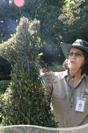 Roma Street Parkland - Accommodation Mount Tamborine 1