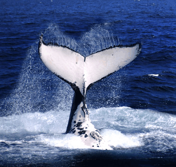 Brisbane Whale Watching - Accommodation Mount Tamborine
