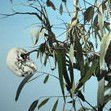 Dianne Tanzer Gallery & Projects - Accommodation Mount Tamborine 1