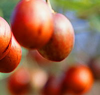 Tropical Fruit World - Accommodation Mount Tamborine