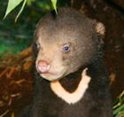 Perth Zoo - Accommodation Mount Tamborine 0