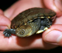 Perth Zoo - Accommodation Mount Tamborine 1