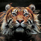 Perth Zoo - Accommodation Mount Tamborine 2