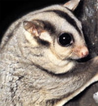 Perth Zoo - Accommodation Mount Tamborine 3