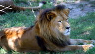 Mogo Zoo - Accommodation Mount Tamborine 1