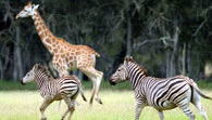 Mogo Zoo - Accommodation Mount Tamborine 2
