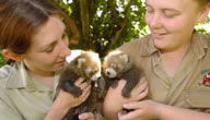Mogo Zoo - Accommodation Mount Tamborine 3