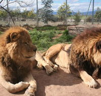 Mansfield Zoo - Accommodation Mount Tamborine