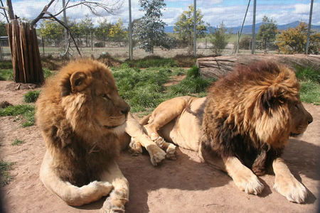 Mansfield Zoo - Accommodation Mount Tamborine 0