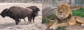 Mansfield Zoo - Accommodation Mount Tamborine 3
