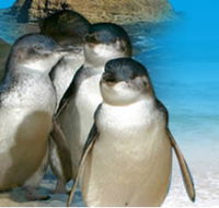 Phillip Island Penguin Parade - Accommodation Mount Tamborine